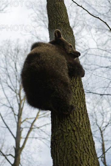Big bum... Euopean brown bear (Ursus arctos), young bear climbing a tree trunk, steep perspective, follows the play instinct or brings itself to safety there, funny sight, animal children, native nature, Central Europe