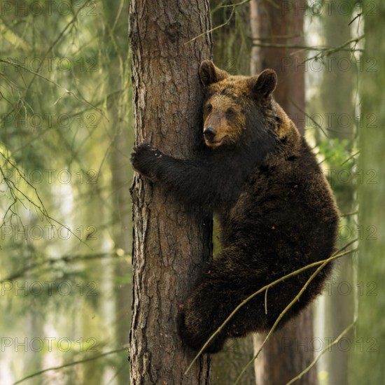 Bear cub... European brown bear (Ursus arctos) climbing a tree, following the play instinct or getting to safety there, an adult brown bear cannot follow him there, native wildlife, nature, Central Europe