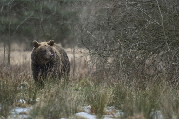 European brown bear (Ursus arctos) walks through open, wet, partly swampy terrain in winter, obviously has a scent in its nose, native nature, Central Europe