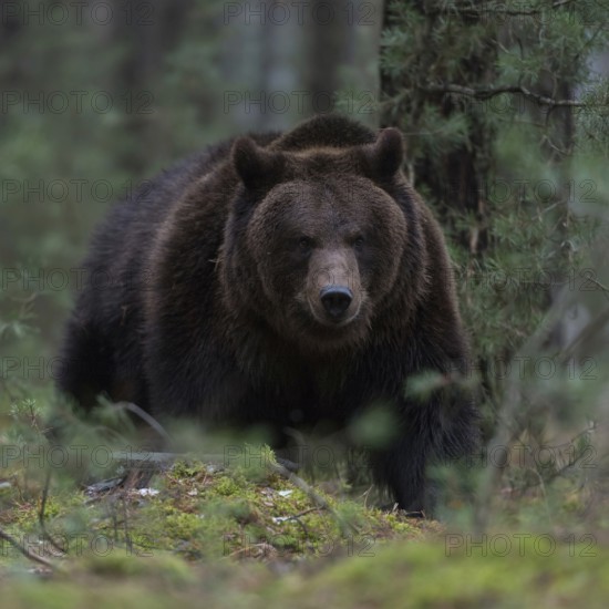 Through the undergrowth... European brown bear (Ursus arctos) in the forest, breaking through dense undergrowth, dangerous but rare and lastingly impressive encounter, direct eye contact at eye level, deep shooting perspective, series of impressive animal images, native nature, Central Europe