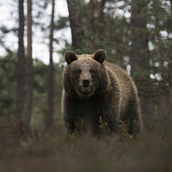 European brown bear (Ursus arctos) at the edge of a pine forest, walking through, standing in the undergrowth, rare, surprising but dangerous encounter in the forest, direct eye contact, frontal shot of our largest land predator, deep, appealing shooting perspective at eye level with the bear, series of impressive animals, native nature, Central Europe
