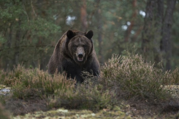 Eye contact... European brown bear (Ursus (genus), adult, particularly strong animal, during an encounter in the forest, surprised bear in a defensive posture, showing its teeth, threatening, native nature, Central Europe
