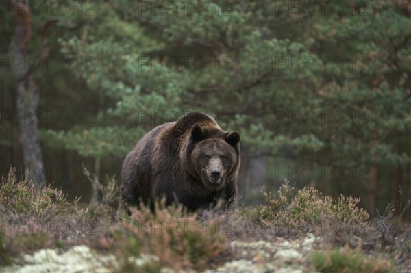 Terrifying... European brown bear (Ursus arctos), adult, particularly strong animal stands in a clearing in the forest, at the edge of the forest in the undergrowth, surprising encounter in the forest, dangerous animal, but prefers to retreat rather than attack humans, terrifying confrontation with our largest land predator, native nature, Central Europe
