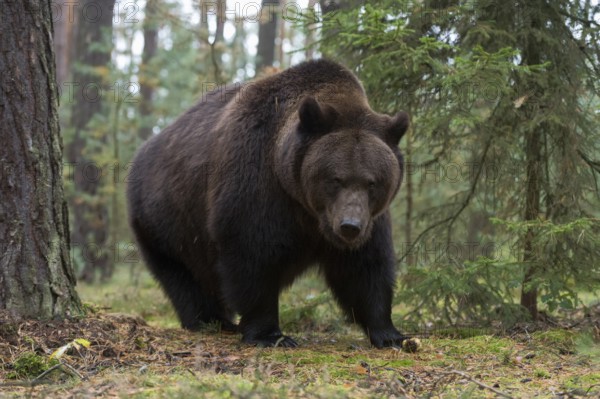 Terrifying... European brown bear (Ursus arctos), adult, particularly strong animal in the forest, seems surprised, dangerous situation, but bears generally prefer to retreat rather than attack people, native nature, Central Europe