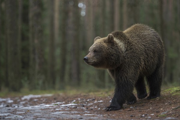 European brown bear (Ursus arctos) roaming through a forest, running into an open area late at night, Europe's largest land predator, native nature, Central Europe