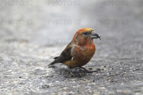 Spruce crossbill (Loxia curvirostra) male sitting on a tarmac road, Allgäu, Bavaria, Germany, Allgäu, Bavaria, Germany