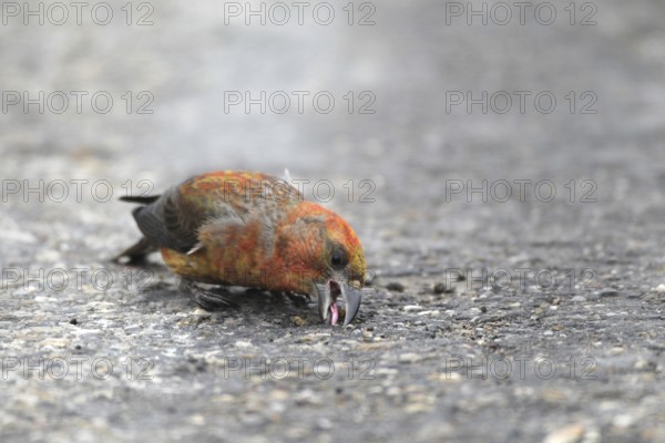 Spruce crossbill (Loxia curvirostra) male picks up minerals on a tarmac road, Allgäu, Bavaria, Germany, Allgäu, Bavaria, Germany