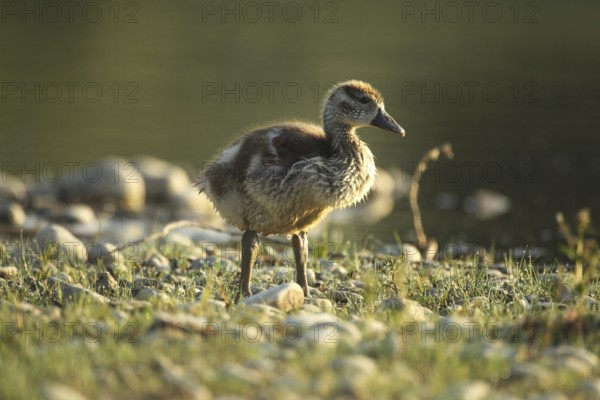 Egyptian goose (Alopochen aegyptiaca) young bird in a gravel pit, Allgäu, Bavaria, Germany, Allgäu, Bavaria, Germany