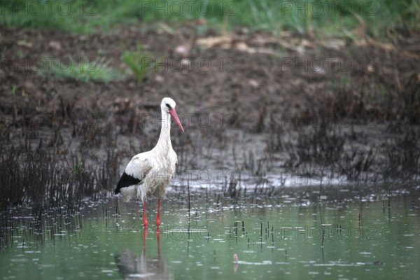 White stork (Ciconia ciconia) foraging in a pond during rain, Allgäu, Bavaria, Germany, Allgäu, Bavaria, Germany