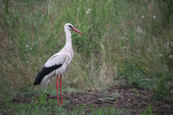 White stork (Ciconia ciconia) in the rain, Allgäu, Bavaria, Germany, Allgäu, Bavaria, Germany