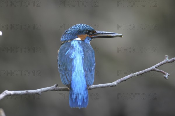 Kingfisher (Alcedo atthis) male, with prey fish in beak, Allgäu, Bavaria, Germany, Allgäu, Bavaria, Germany