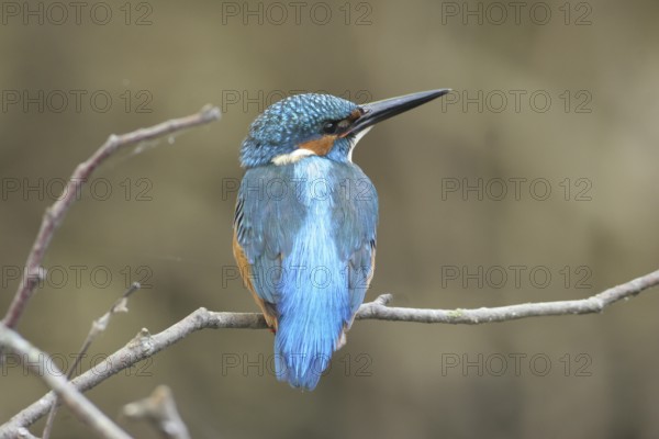Kingfisher (Alcedo atthis) male, Allgäu, Bavaria, Germany, Allgäu, Bavaria, Germany