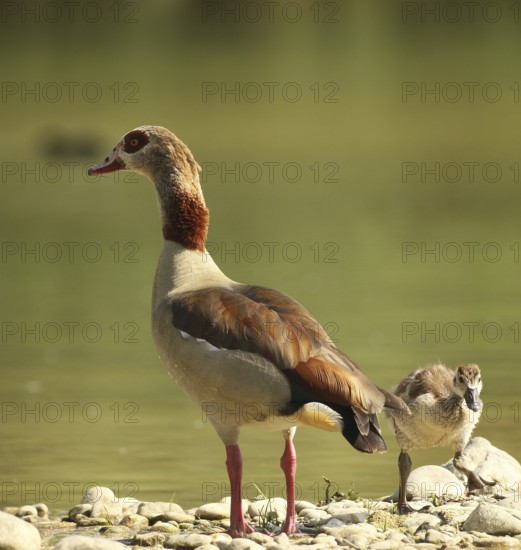 Egyptian goose (Alopochen aegyptiaca) adult bird with young bird in a gravel pit, Allgäu, Bavaria, Germany, Allgäu, Bavaria, Germany