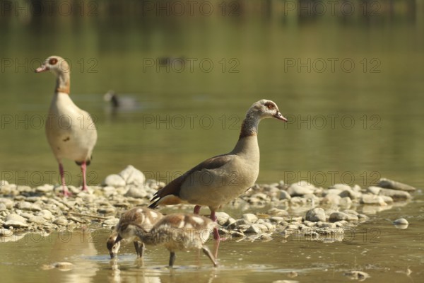 Egyptian goose (Alopochen aegyptiaca) adults with young in a gravel pit, Allgäu, Bavaria, Germany, Allgäu, Bavaria, Germany