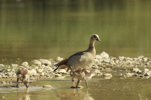 Egyptian goose (Alopochen aegyptiaca) adult bird with young in a gravel pit, Allgäu, Bavaria, Germany, Allgäu, Bavaria, Germany