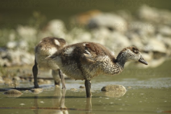 Egyptian goose (Alopochen aegyptiaca) young bird in a gravel pit, Allgäu, Bavaria, Germany, Allgäu, Bavaria, Germany