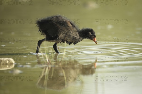 Green-footed moorhen (Gallinula chloropus) young bird foraging in the water of a gravel pit, Allgäu, Bavaria, Germany, Allgäu, Bavaria, Germany