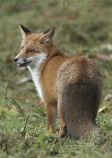 Red lynx (Vulpes vulpes) in thick winter fur, Allgäu, Bavaria, Germany, Allgäu, Bavaria, Germany
