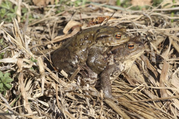 Common toads (Bufo bufo) Female carries male piggyback to spawning waters, Allgäu, Bavaria, Germany, Allgäu, Bavaria, Germany