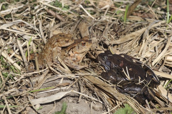 Common toad (Bufo bufo) pair encounters dark Common Frog (Rana temporaria) on the way to spawning waters, Allgäu, Bavaria, Germany, Allgäu, Bavaria, Germany