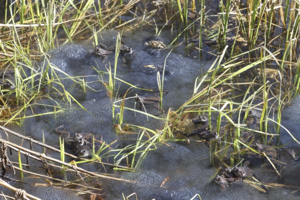 Grass frogs (Rana temporaria) among their spawning balls in the water, Allgäu, Bavaria, Germany, Allgäu, Bavaria, Germany