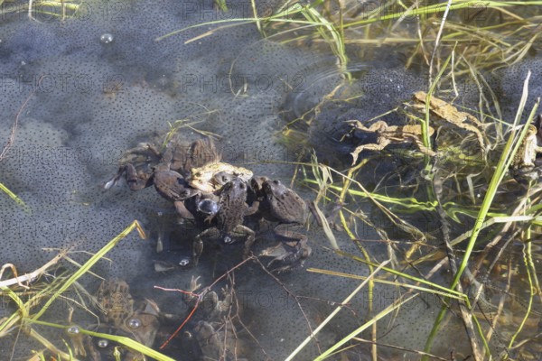 Grass frogs (Rana temporaria) harassing common toads (Bufo bufo) in the water amidst their spawning balls, Allgäu, Bavaria, Germany, Allgäu, Bavaria, Germany