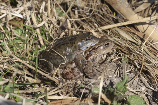 Common toad (Bufo bufo) female carries Common Frog (Rana temporaria) male piggyback to spawning waters, Allgäu, Bavaria, Germany, Allgäu, Bavaria, Germany