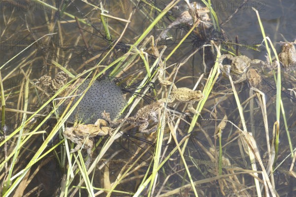 Common toads (Bufo bufo) in the middle of their spawning lines in the water, Allgäu, Bavaria, Germany, Allgäu, Bavaria, Germany