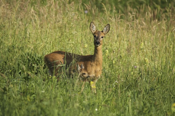 Roe deer (Capreolus capreolus) doe with fawn in tall grass, Allgäu, Bavaria, Germany, Allgäu, Bavaria, Germany