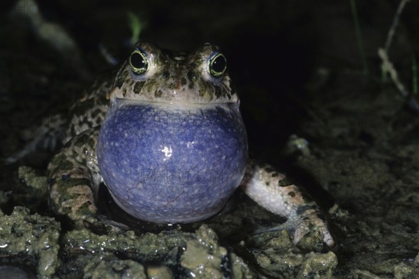 Natterjack toad (Epidalea calamita) male with inflated blue sound bubble, calling at night in a gravel pit, Allgäu, Bavaria, Germany, Allgäu, Bavaria, Germany