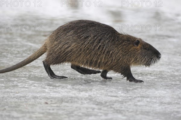 Nutria (Myocastor coypus) running across a frozen stream, Allgäu, Bavaria, Germany, Allgäu, Bavaria, Germany
