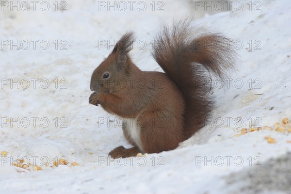 Squirrel (Sciurus) in the snow, red colour morph, eating corn kernels at the winter feeding in the forest, Allgäu, Bavaria, Germany, Allgäu, Bavaria, Germany