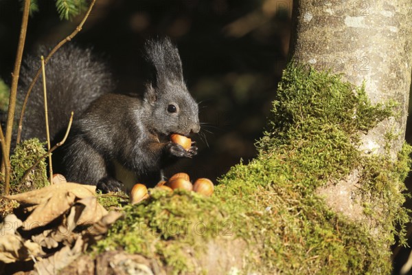 Squirrel (Sciurus) eating hazelnuts i (Corylus avellana) in the forest, Allgäu, Bavaria, Germany, Allgäu, Bavaria, Germany
