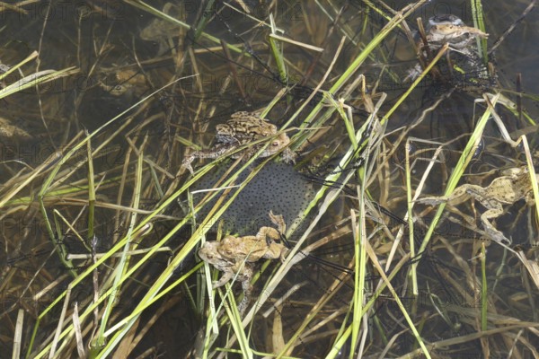 Common toads (Bufo bufo) in the water, among their spawning strings and a spawning ball of grass frogs (Rana temporaria) Allgäu, Bavaria, Germany, Allgäu, Bavaria, Germany