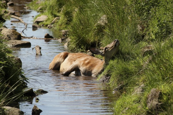 Red deer (Cervus elaphus) spitfire looking to cool off in a stream, Sweden, Scandinavia, Southern Sweden, Sweden