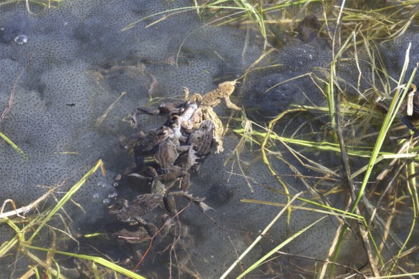 Grass frogs (Rana temporaria) harassing a common toad (Bufo bufo) in the water amidst their spawning balls, Allgäu, Bavaria, Germany, Allgäu, Bavaria, Germany