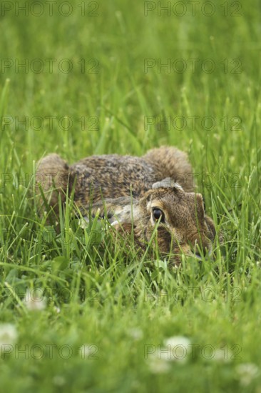 European hare (Lepus europaeus) huddling in low grass, Allgäu, Bavaria, Germany, Allgäu/Bavaria, Germany