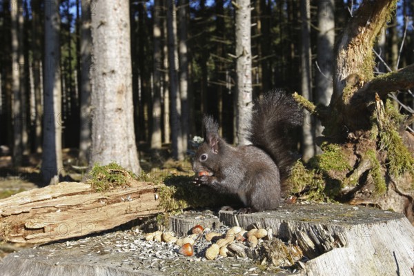 Squirrel (Sciurus) feeding in winter in the forest, Allgäu, Bavaria, Germany, Allgäu, Bavaria, Germany