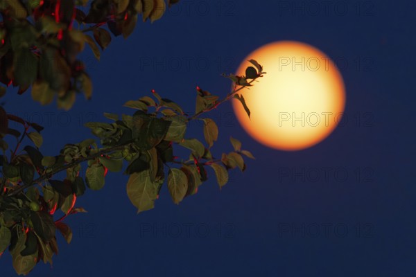 Full moon, (super moon) Münsterland, North Rhine-Westphalia
