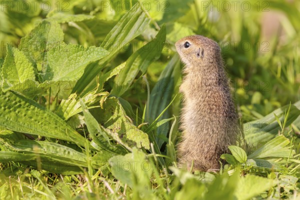 An adult European ground squirrel (Spermophilus citellus) or European souslik stands in a meadow with tall green vegetation on a sunny day and eats from it