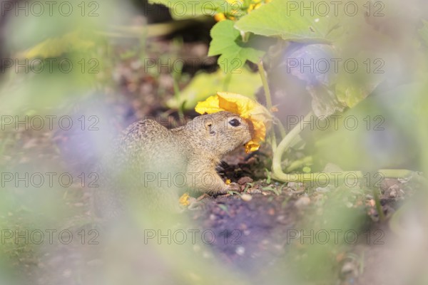 A young European ground squirrel (Spermophilus citellus) or European souslik stands in an agricultural field and eats from the pumpkin blossoms