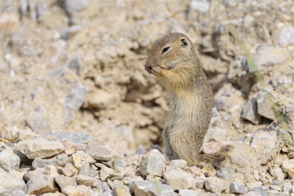 A young European ground squirrel (Spermophilus citellus) or European souslik stands upright on a gravel mound near its burrow