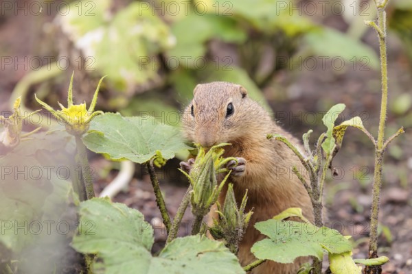 A European ground squirrel (Spermophilus citellus) or European souslik stands in an agricultural field and eats from the blossoms