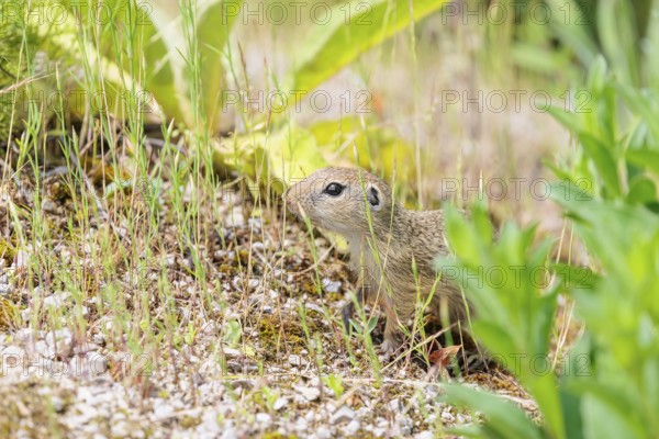 A young European ground squirrel (Spermophilus citellus) or European souslik stands on a gravel mound in green vegetation