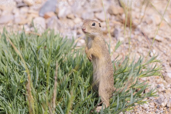 A young European ground squirrel (Spermophilus citellus) or European souslik stands on a gravel hill in a green island of a plant