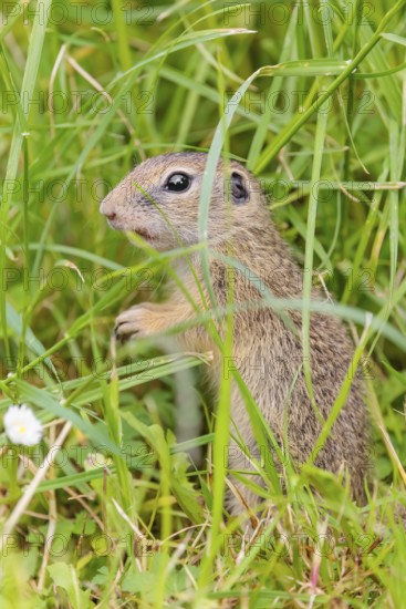 An adult European ground squirrel (Spermophilus citellus) or European souslik stands in a meadow with tall green vegetation and eats from it