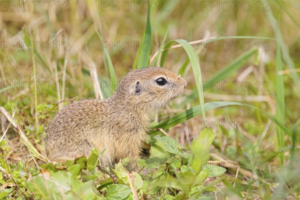 An adult European ground squirrel (Spermophilus citellus) or European souslik stands in a meadow with tall green vegetation and eats from it