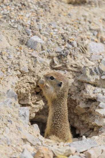A young European ground squirrel (Spermophilus citellus) or European souslik stands on a gravel hill in front of to its den, eating something