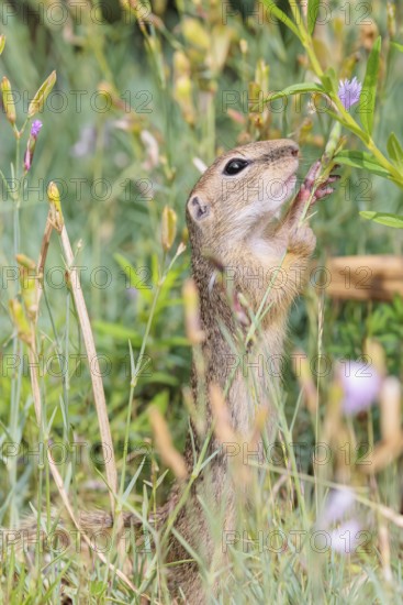 A young European ground squirrel (Spermophilus citellus) or European souslik stands in a meadow with tall green vegetation and eats from it