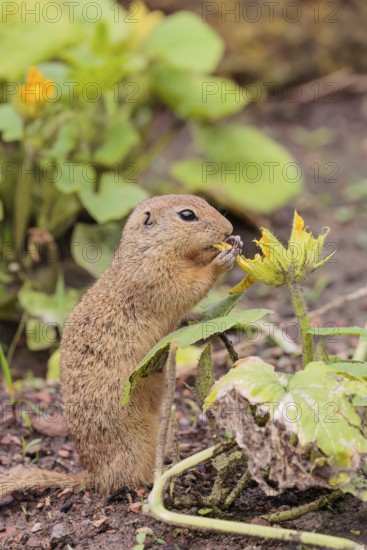 A European ground squirrel (Spermophilus citellus) or European souslik stands in an agricultural field and eats from the blossoms
